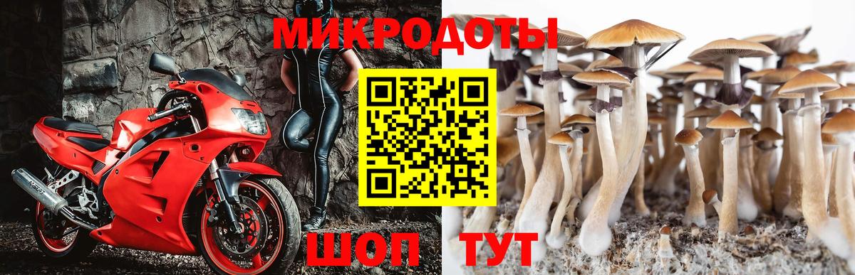 Псилоцибиновые грибы Psilocybe  Вход с VPN  Конаково  Псилоцибиновые грибы прущие грибы 